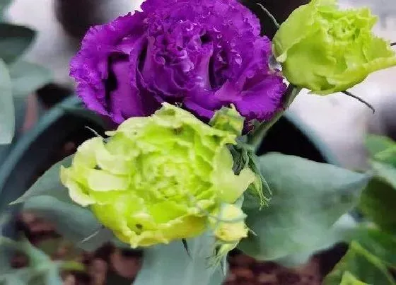 风水百科|洋桔梗的风水作用 摆放在室内风水好吗
