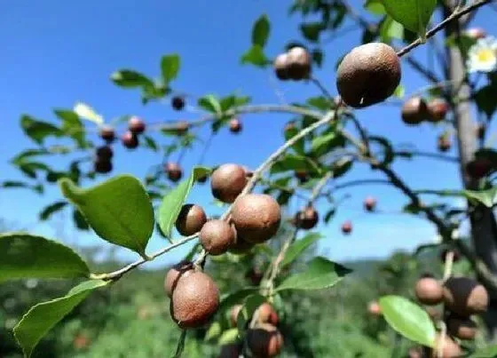 种植管理|茶油树几年结果实