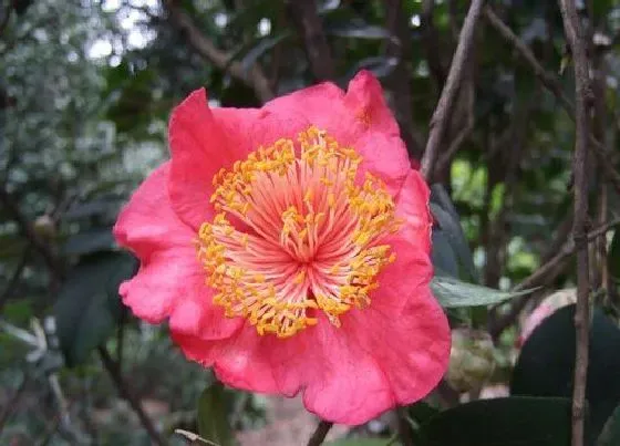 植物百科|秋季开花的花卉有哪些