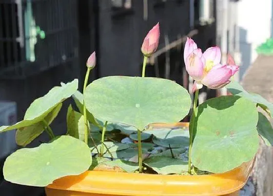 植物百科|水培碗莲开花吗 花朵长的什么样子