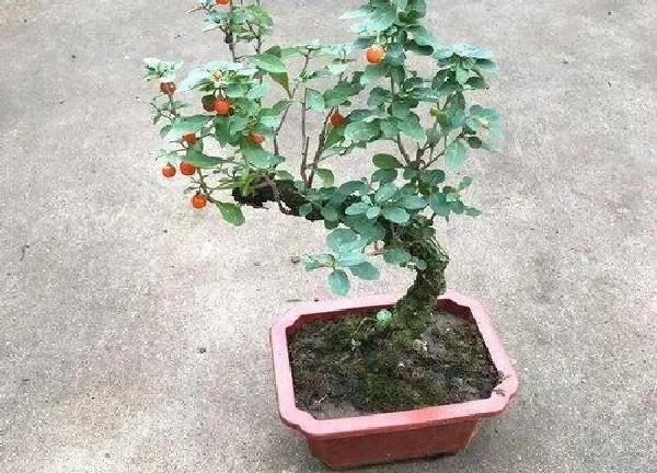 植物浇水|枸杞要经常浇水吗