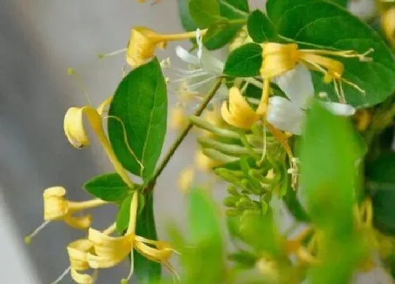 种植管理|金银花什么季节种植合适