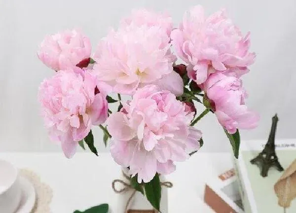 养殖方法|水培芍药花怎么养护