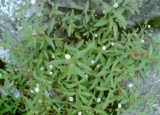 植物百科|旱莲草又叫什么名字