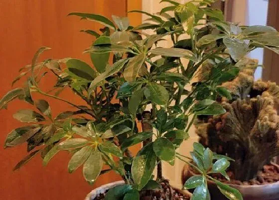 摆放常识|鹅掌花适合在室内养吗