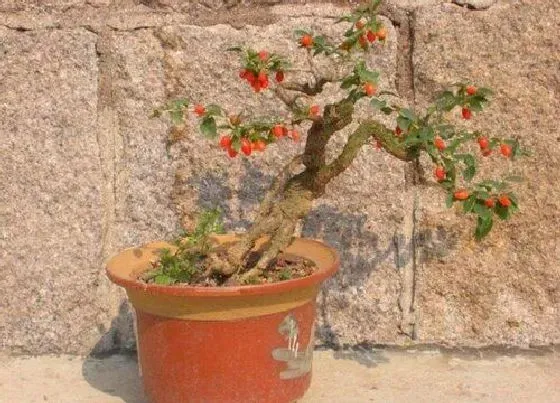 植物修剪|枸杞盆景怎么修剪方法