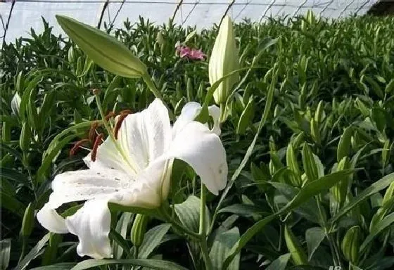 种植方法|百合的种植方法和时间