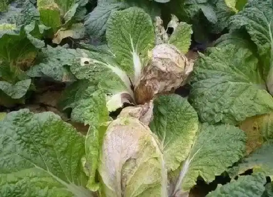 植物虫害|白菜病虫害防治方法 预防病虫害措施