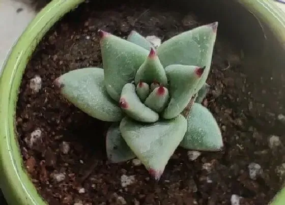 冬天植物|乌木多肉耐寒吗