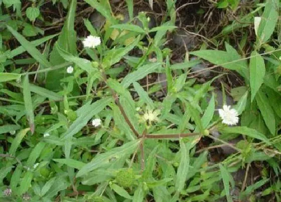 植物百科|旱莲草又叫什么名字