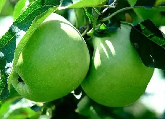 植物修剪|青苹果怎么修剪 剪枝时间与方法