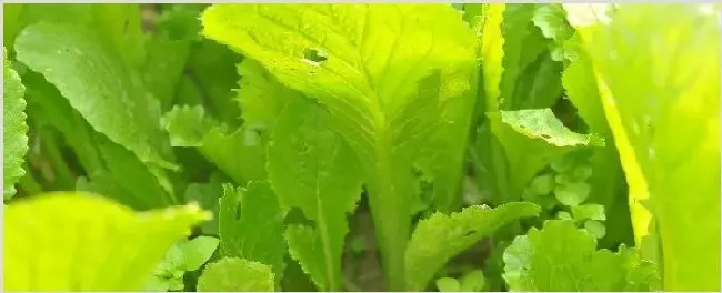 小白菜种太密了怎么移栽 | 种植技术