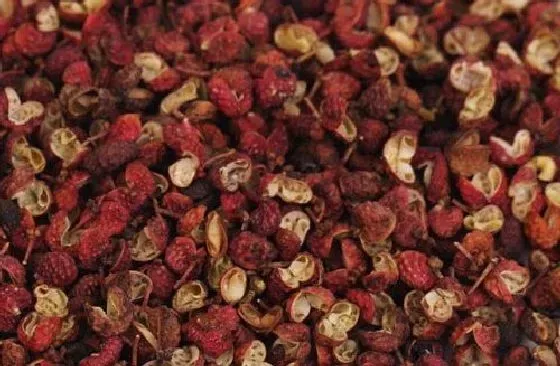 植物百科|花椒和麻椒一样吗 是同一种东西吗[区别]
