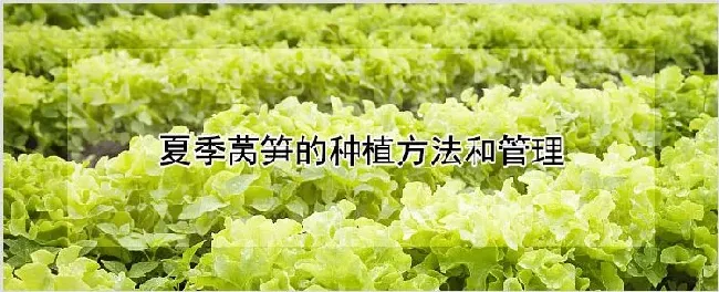 夏季莴笋的种植方法和管理 | 养殖技术