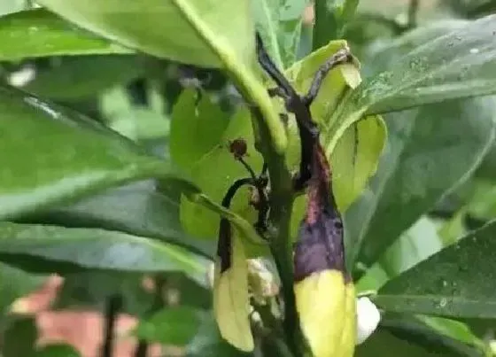 植物病害|油茶炭疽病的发病原因及治疗方法