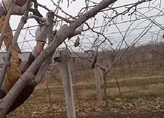 植物修剪|猕猴桃什么时候剪枝合适