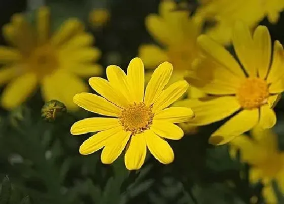 花语|黄色雏菊的花语和寓意