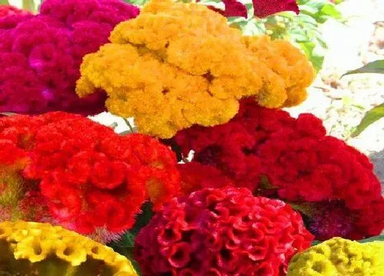 植物百科|秋季开花的花卉有哪些