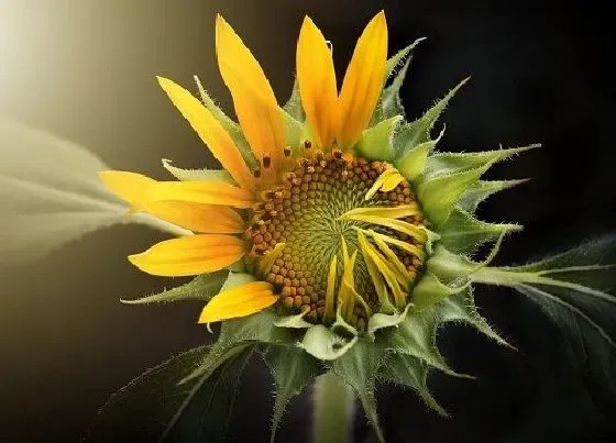 花语|什么花代表忠诚