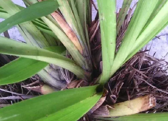 植物百科|芝兰是什么植物类别