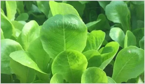 小白菜种太密了怎么移栽 | 种植技术