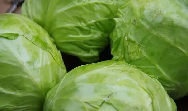 种植管理|包菜适合什么季节种植 ，秋季包菜种植技术和栽种时间）