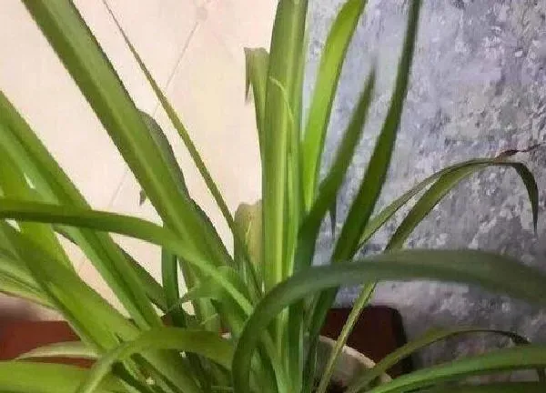 养殖方法|金心吊兰怎么水养 水养方法和注意事项