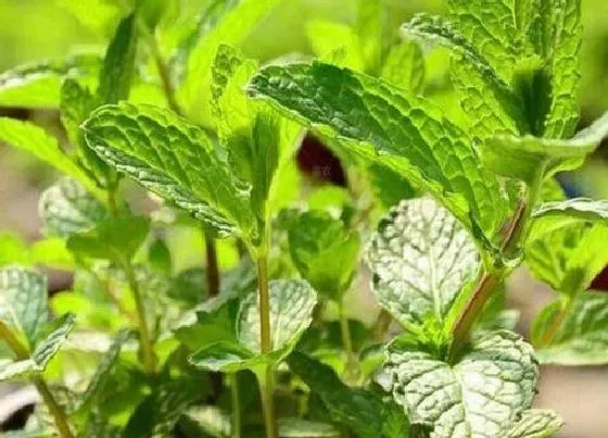 植物香味|薄荷是什么味道的