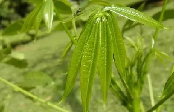 树木风水|发财树风水作用与寓意 家里种发财树风水禁忌