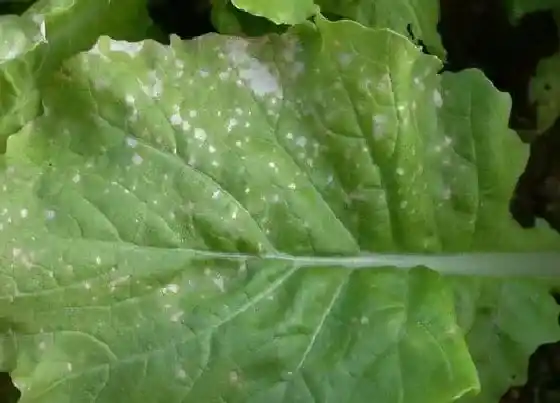 植物虫害|白菜病虫害防治方法 预防病虫害措施