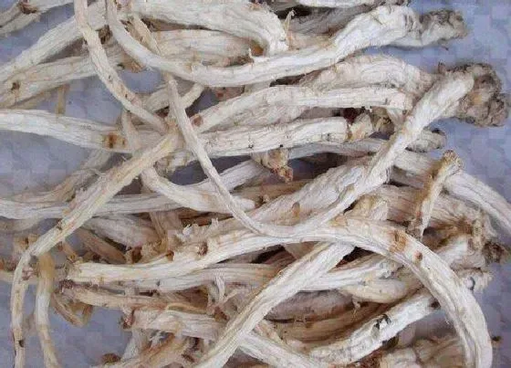 根部|山桔梗是什么植物的根