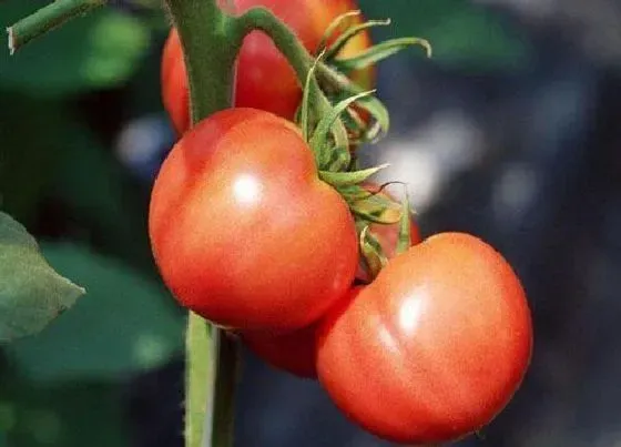 植物种类|瓜果类蔬菜有哪些 瓜果类常见蔬菜品种大全（图片）