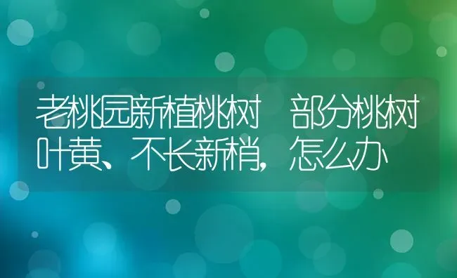 老桃园新植桃树 部分桃树叶黄、不长新梢，怎么办 | 瓜果种植