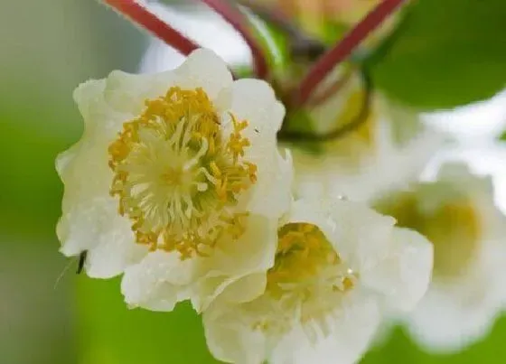 开花时间|猕猴桃什么时候开花 几月份开花