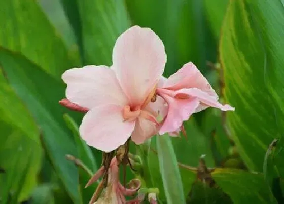 冬天植物|美人蕉耐寒吗（美人蕉冬天耐寒温度以及过冬方法）