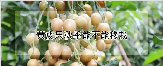 黄皮果秋季能不能移栽 | 种植资料