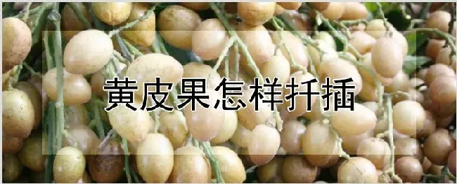 黄皮果怎样扦插 | 养殖技术