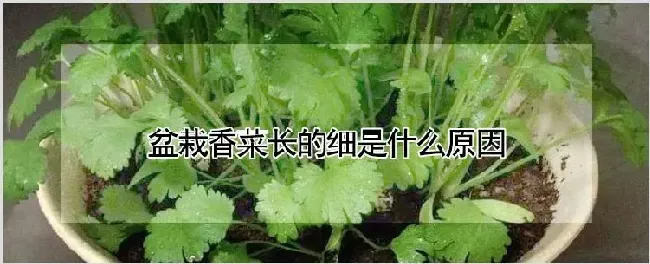 盆栽香菜长的细是什么原因 | 耕种资料