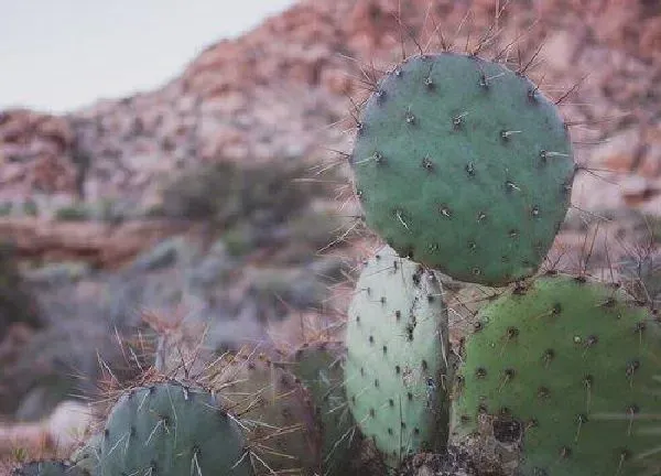 植物浇水|仙人掌可以浇淘米水吗