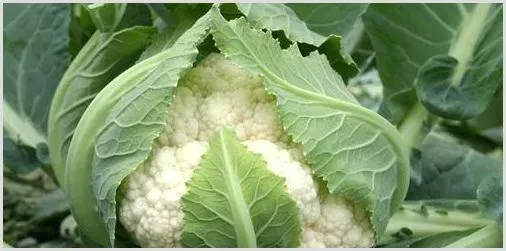 花椰菜常见病虫害症状及防治方法 | 农业技术