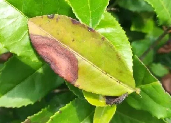 植物病害|油茶炭疽病的发病原因及治疗方法