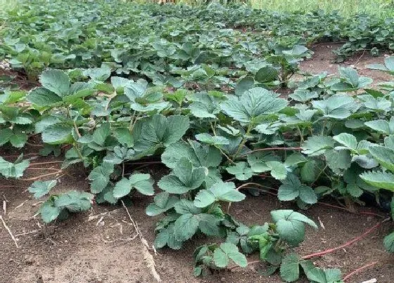 冬天植物|草莓怕冻吗