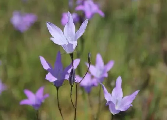 花语|什么花代表忠诚