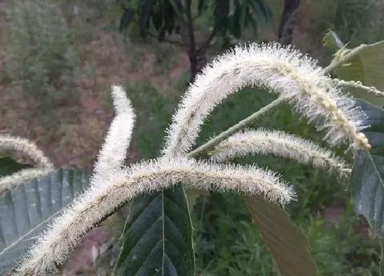 植物香味|板栗花的味道像什么味道（栗子花味道和什么味道差不多）