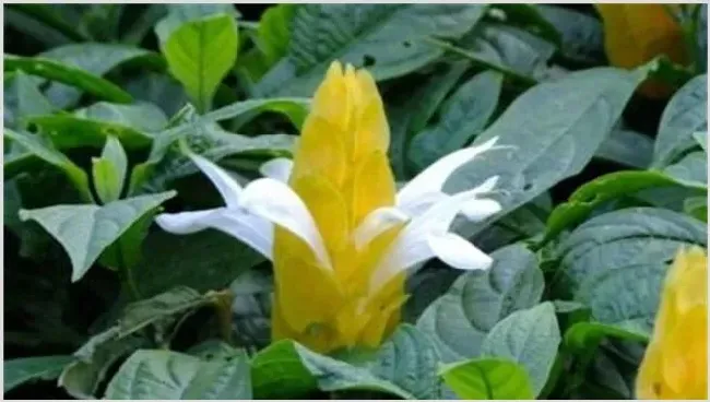 金苞花怎么修剪 | 农业技术