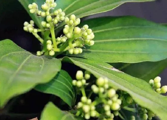习性特点|平安树开花是什么样子的 开花是什么征兆