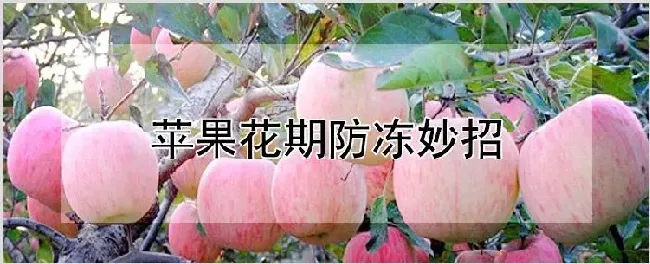 苹果花期防冻妙招 | 耕种资料