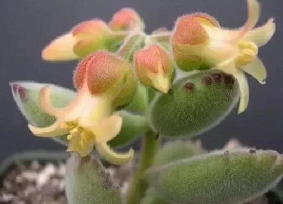 植物百科|熊童子会开花吗 开花后会死吗
