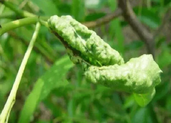 植物虫害|枣树病虫害防治技术与方法措施