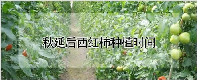 秋延后西红柿种植时间 | 农业技术